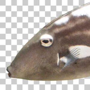 ウマヅラハギ Black scraper
