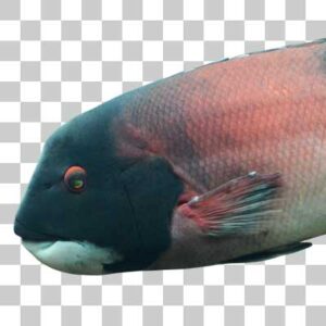 カリフォルニアシープヘッド California sheephead