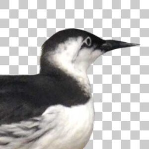 ウミガラス Common murre