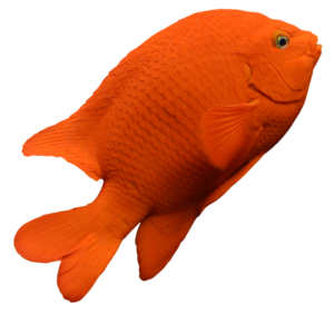 ガリバルディの鮮やかな赤は金魚のよう