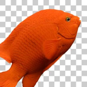 ガリバルディ Garibaldi fish