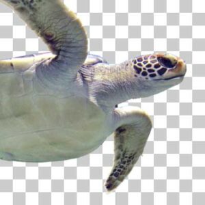 アオウミガメ Green sea turtle