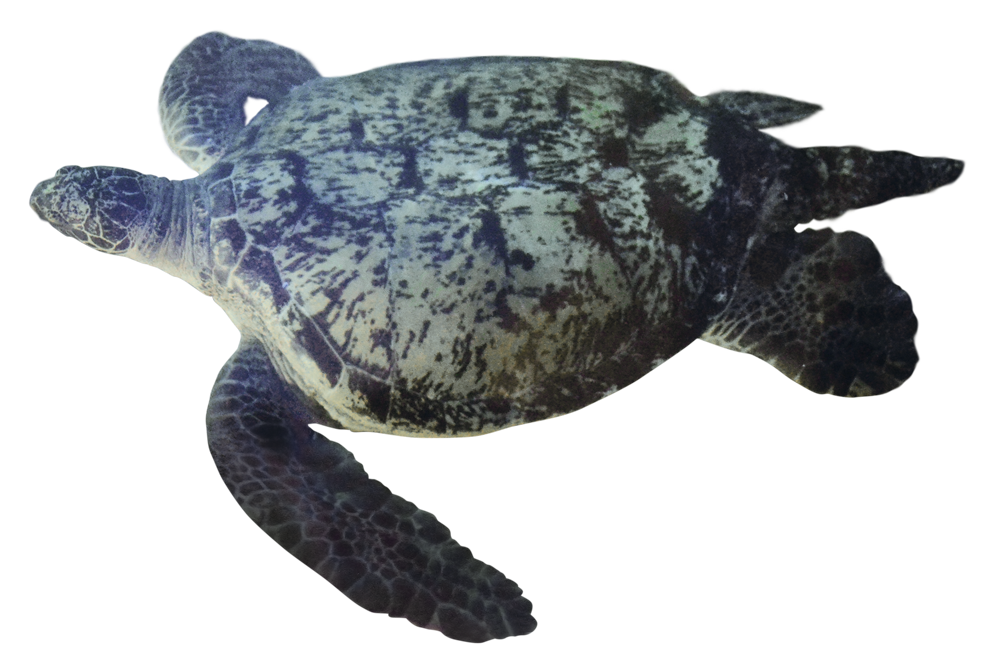しながわ水族館の巨大なアオウミガメ