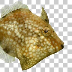 アミメハギ  Japanese file-fish
