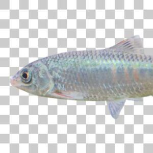 オイカワ Pale chub
