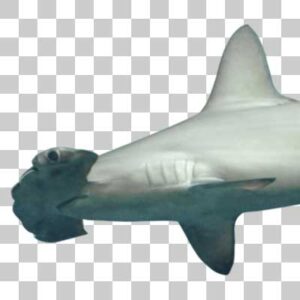 アカシュモクザメ Scalloped hammerhead
