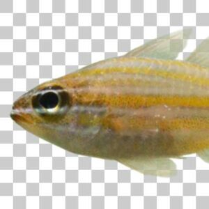 キンセンイシモチ Southern orange lined cardinal fish