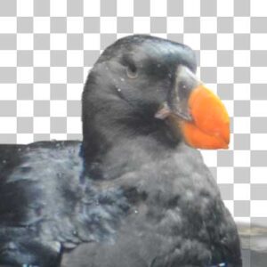 エトピリカ Tufted puffin