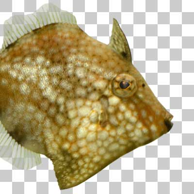 アミメハギ  Whitespotted Pygmy Filefish
