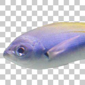 ウメイロモドキ  Yellow and blueback usilier