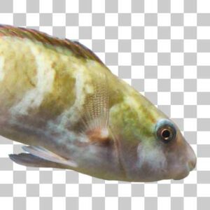 オビブダイ Yellowband parrotfish