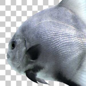 スペードフィッシュ Atlantic spadefish