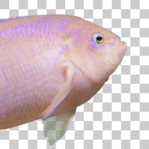 バーバーパーチ Barber perch