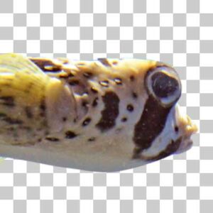 ヒトヅラハリセンボン Black blotched porcupinefish