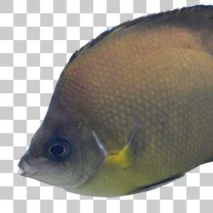 シラコダイ  Blackloin butterflyfish