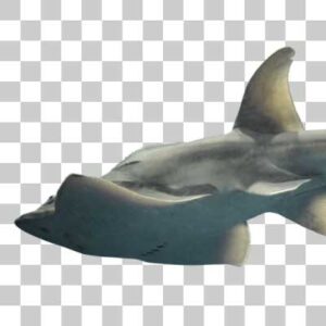 シノノメサカタザメ Bowmouth guitarfish