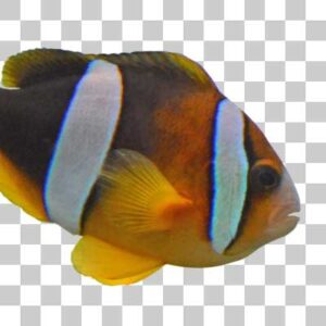 クマノミ Clark’s anemonefish
