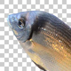 コモンツーバンデッドシーブリーム Common two banded seabream