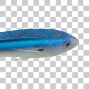 クマササハナムロ Dark banded fusilie