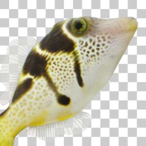 ノコギリハギ False puffer