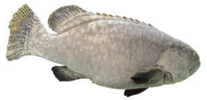 成長段階でもかなり大きいタマカイ