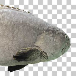 タマカイ Giant grouper