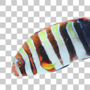 シチセンベラ Harlequin tuskfish