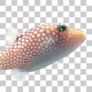 シボリキンチャクフグ Honeycomb toby