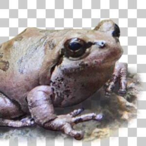 ニホンアマガエル Japanese tree frog