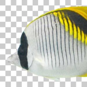 ニセフウライチョウチョウウオ Lined butterflyfish