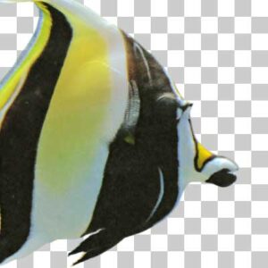 ツノダシ Moorish idol
