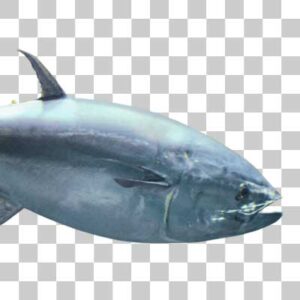 クロマグロ Pacific bluefin tuna