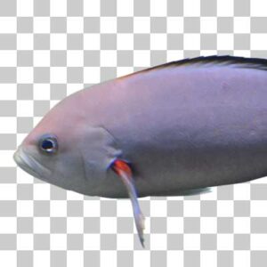 クレオールフィッシュ Pacific creole-fish