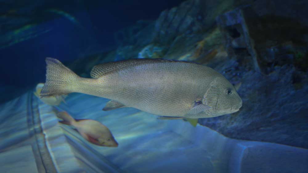 しながわ水族館のコロダイ