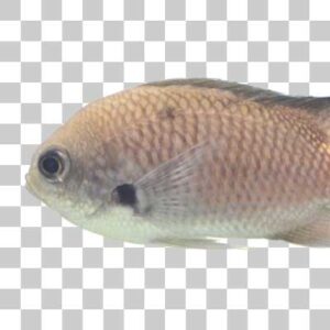 スズメダイ Pearl spot chromis