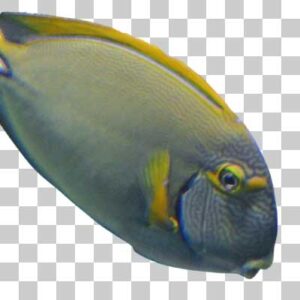 ニセカンランハギ Penciled surgeonfish