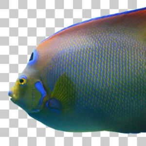 クイーンエンゼルフィッシュ Queen angelfish