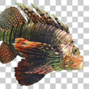 ハナミノカサゴ Red lionfish