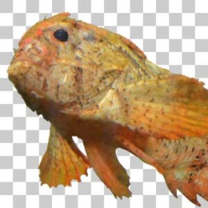 ハオコゼ  Redfin velvetfish