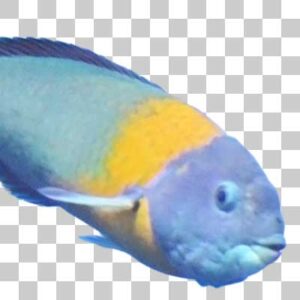 サドルラス Saddle wrasse