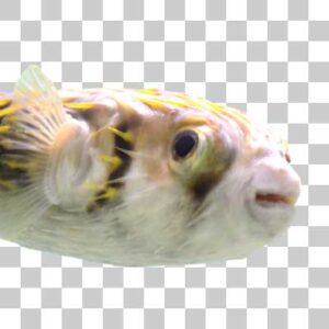 サザングローブフィッシュ Slender spined porcupine fish