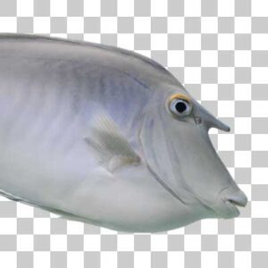 テングハギ Unicorn tang