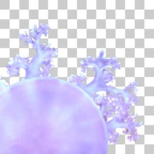 サカサクラゲ Upside down jellyfish