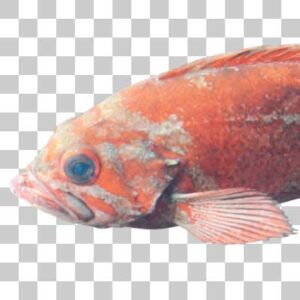 バーミリオンロックフィッシュ Vermilion rockfish