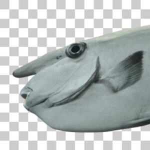 ヒメテングハギ Whitemargin unicornfish