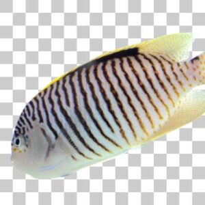 ゼブラエンゼルフィッシュ Zebra angelfish