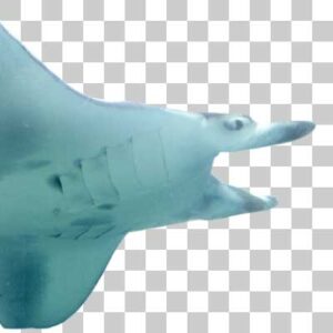 ナンヨウマンタ Alfred manta