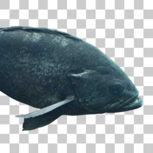 ブラックロックフィッシュ Black rockfish