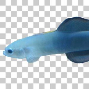クロユリハゼ Blackfin dartfish