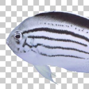 タテジマヤッコ Blackstriped angelfish